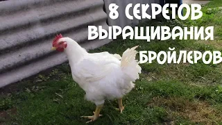 8 СЕКРЕТОВ ВЫРАЩИВАНИЯ КРУПНОГО ЗДОРОВОГО БРОЙЛЕРА