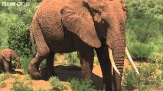 Maya the elephant's first 10 days - Planet Earth Live - BBC One