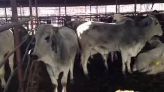 Commercial brahman heifers ready for your bull!