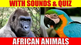 AFRICAN ANIMAL PICTURES With Sounds and Names for Babies & Toddlers - Animal Quiz