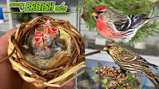 Even MORE Chicks! | Breeding British Birds S3:Ep6