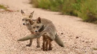 Los pequeños duendes de la marisma de Doñana