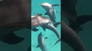 #short #underwaterworld #dolphin #fishingvideo #oceanlife #matingdance #whales Plz Sub, Like Share&🔔