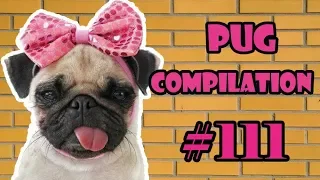 NEW Funny Dogs but only Pug Videos | Pug Compilation 111 - InstaPugs