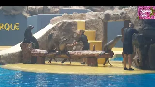 Fabulous SEA-LION show !!! Unique, amazing live show.