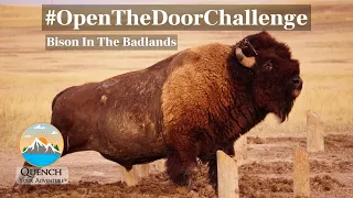 Bison Scratches On Wooden Pole in Badlands National Park, SD #shorts #shortsfeed #shortsvideo