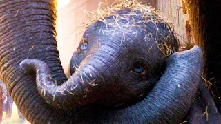 DUMBO "Baby Elephant" Clip