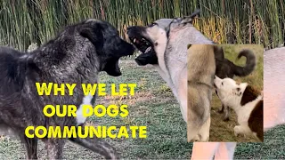 Dog communication is critical for our livestock guardian dogs and border collies.