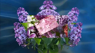 Цветы для Маши Либеровский