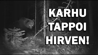KARHU TAPPOI HIRVEN! |2 KEVÄT 2023