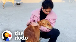 Woman Finds A Family Of Dogs On Vacation And Can't Leave Them Behind | The Dodo