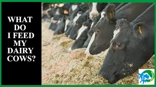 Understanding Dairy cow management: Feeding