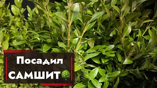 Как посадить САМШИТ 🌳