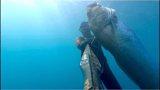 Corvina gigante(43kg) de infantería en Cádiz/ Pesca Submarina