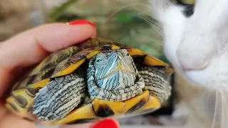 КОРМ ДЛЯ КРАСНОУХИХ ЧЕРЕПАХ🐢Приспособила классную баночку для корма🔥Почти макросъемка черепахи😆