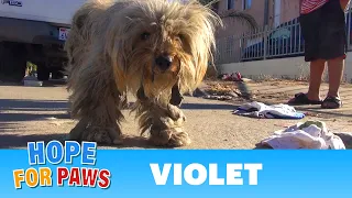 Hope For Paws: Violet - a MUST SEE rescue of a sick Maltese.  Please share and help find her a home.