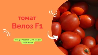 Томат, який дуже гарно себе показав у переробці та свіжому споживанні! Велоз F1 на дні поля!