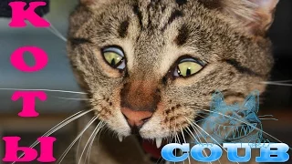 COUB приколы с животными - смешные кошки и котята #3/ Funny animals - funny cats and kittens
