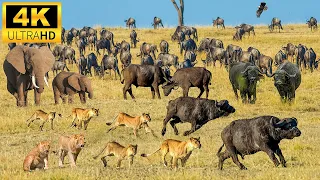 4K African Wildlife: Etosha National Park, Namibia - Scenic Wildlife Film With African Music