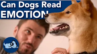 Can Dogs Understand Our Emotions?