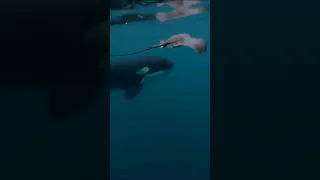 STINGRAY caught being tail slapped by ORCA! 💯😎