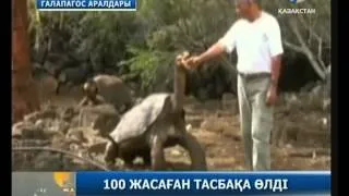 100 жасаған тасбақа өлді