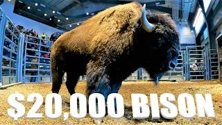 Huge Bison Bulls! First Hand Look at a Bison Auction