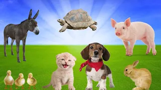 Cute Little Animals - Dog, Cat, Turtle, Pig, Rabbit, Duck - Animal Adventure