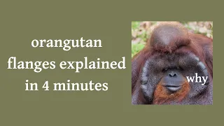 orangutan flanges explained in four minutes