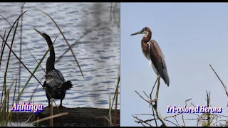 Let's Take a Five-Mile Ride on Laurel Hill Wildlife Drive. to see what wildlife adventures await us.