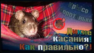 Дикие прикосновения! 🥰 Как правильно трогать приручаемых пасюков. 😁 (Wild Rats | Дикие Крысы) 🐭