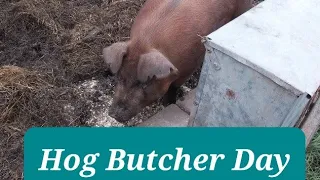 ****WARNING!!! Graphic Scenes*** Hog Butcher Day vlog 91