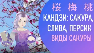 Сакура, слива, персик, как они отличаются? Виды сакуры. Иероглифы