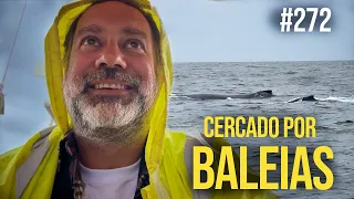 Surrounded by Whales | #SAL #272