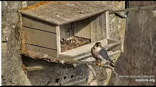 gsb march21 unbanded female  2 bonding