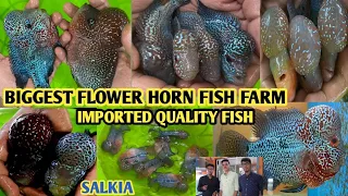 BEST QUALITY FLOWER HORN FISH FARM | HOWRAH SALKIA | SUPER QUALITY | CHEAP PRICE|