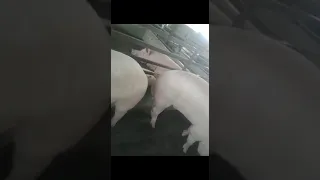 Boar for Sale#Large white+Landrace mix breed @rjpigfarm5962 📱:-9460080792 #piggy #pigfarmvideo#pig