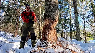 Take wood to build a house as a shelter during snowstorms l Life The Jungle