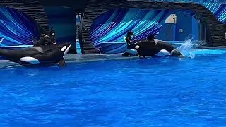 ORCA SHOW [ Sea World ]