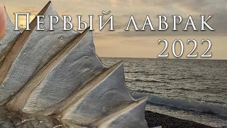 Первый сибас (лаврак) сезона 2022.