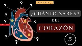 ¿Cuánto Sabes de "ANATOMÍA de la Configuración Interna del Corazón"? TEST SOBRE EL CUERPO| Test