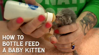 How to: Bottle feed a Baby Kitten