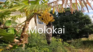 Molokai, Episode 138