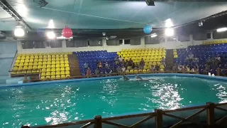23 Дельфинарий Лазаревское, плавание с дельфинами/ Новогодний выпуск //Dolphinarium Sochi