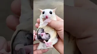 दुनिया का सबसे प्यारा जानवर Sugar Glider 🩷