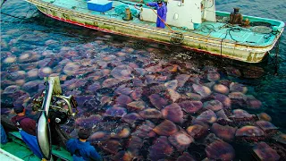 How to Million of Jellyfish is Fishing and Processing - Giant Jellyfish in China - Cannonball Jelly