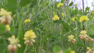 Українська весільна пісня  -  "Била мене мати"