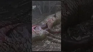 Inilah Ular Besar Yang Memakan Manusia Di Hutan Belantara (Film Anaconda)