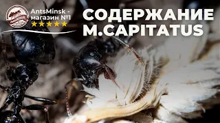 Содержание муравьёв MESSOR CAPITATUS