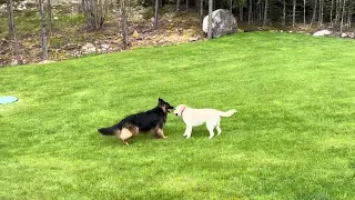 Dex & Sadie Playtime